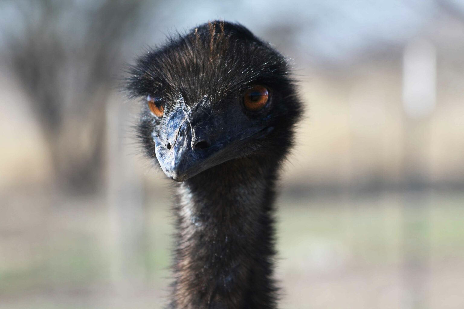 An emu with long legs and shaggy brown feathers.